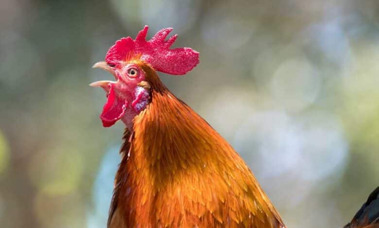 Kano court orders killing of ‘noisy’ cockerel for disturbing neighbours