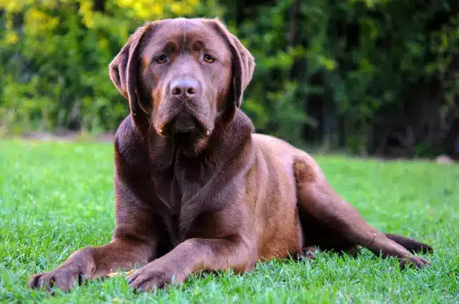 Mikel Arteta 'signs' dog called ‘Win’ to help Arsenal players during training