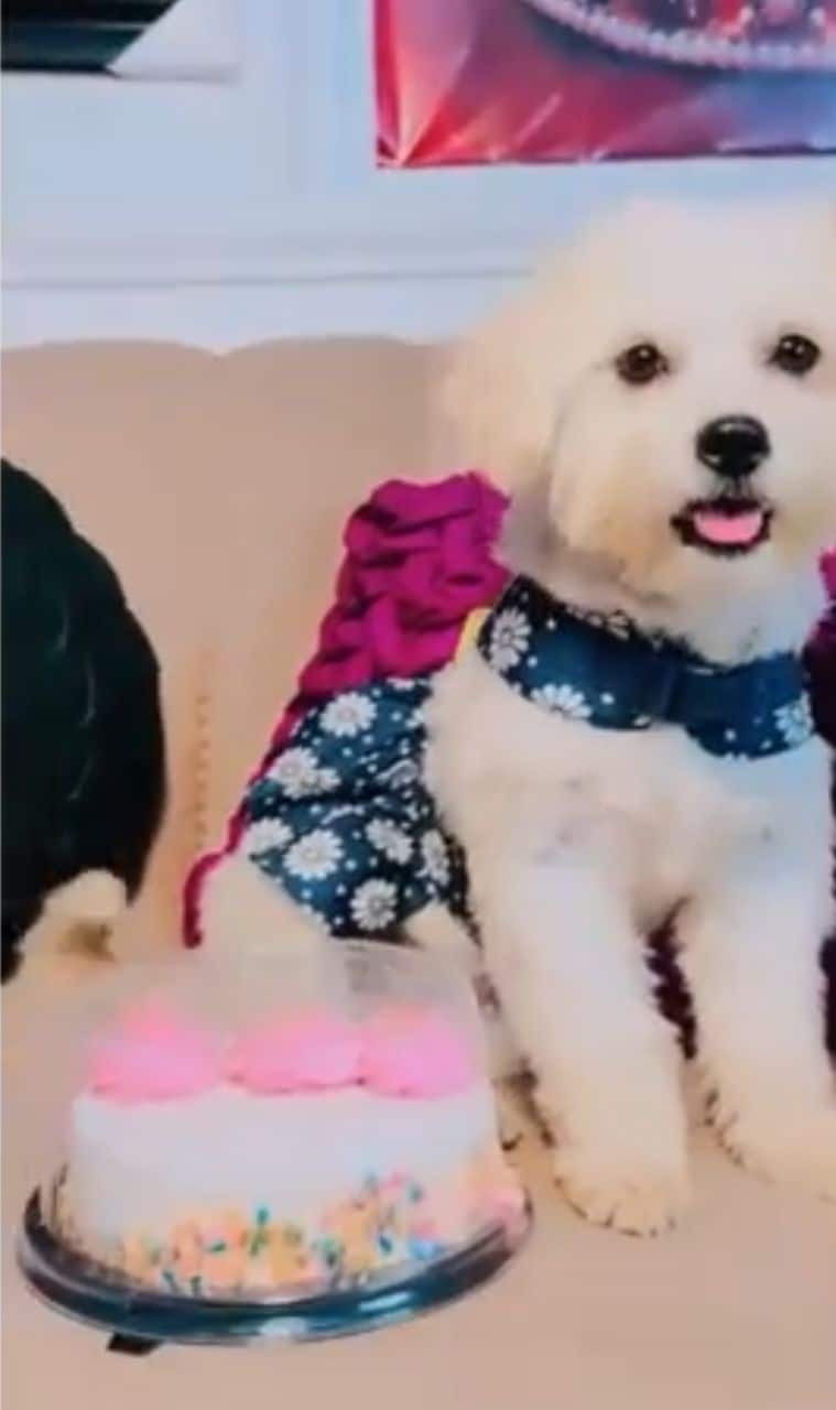 Nigerian man to throws birthday party for pet dog (Video)