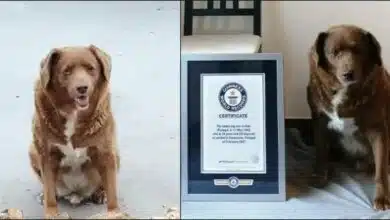 Bobi, world’s oldest dog marks 31st birthday