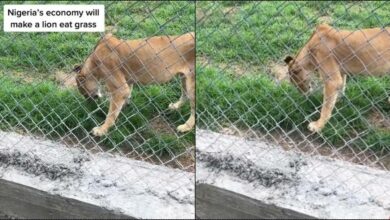 Outrage as Lion is seen eating grass at a zoo in Nigeria (Video)