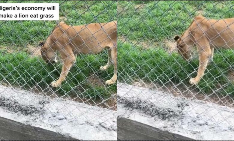 Outrage as Lion is seen eating grass at a zoo in Nigeria (Video)