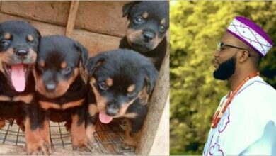 How I Found My 6 Puppies Dead After My Landlady's Eviction Notice