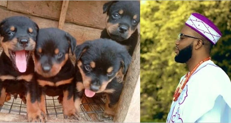 How I Found My 6 Puppies Dead After My Landlady's Eviction Notice