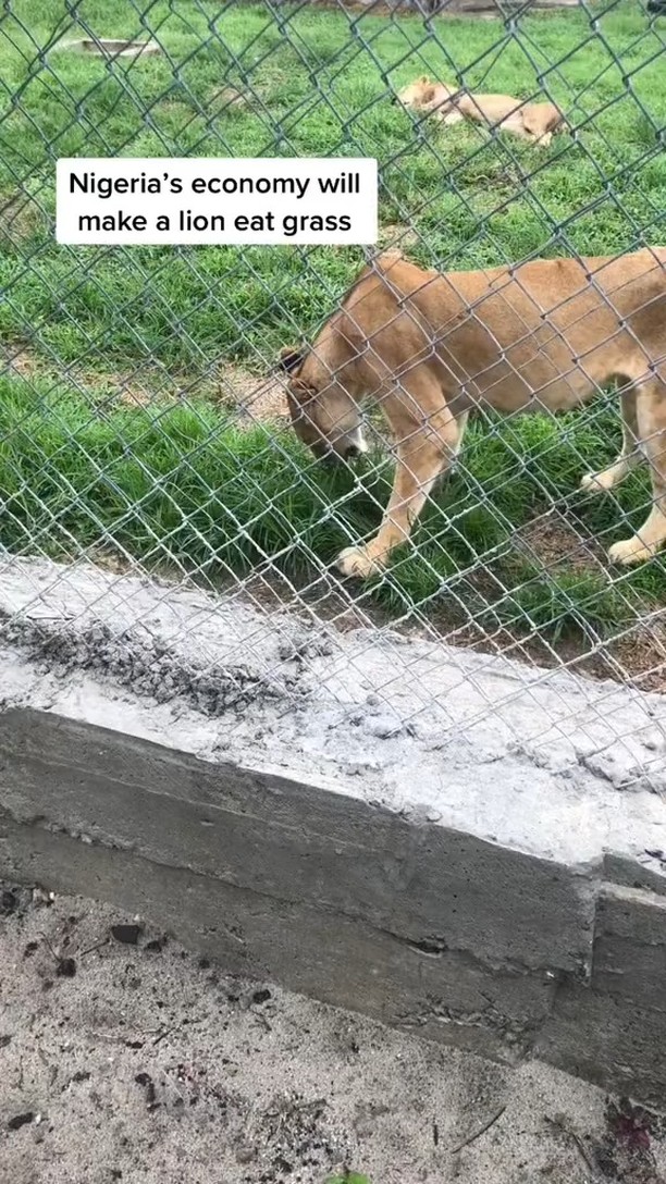 Outrage as Lion is seen eating grass at a zoo in Nigeria (Video)