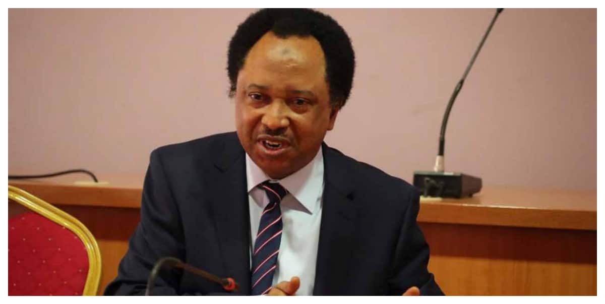 "If APC gets Minority Leader, opposition parties will be dead in NASS" – Shehu Sani