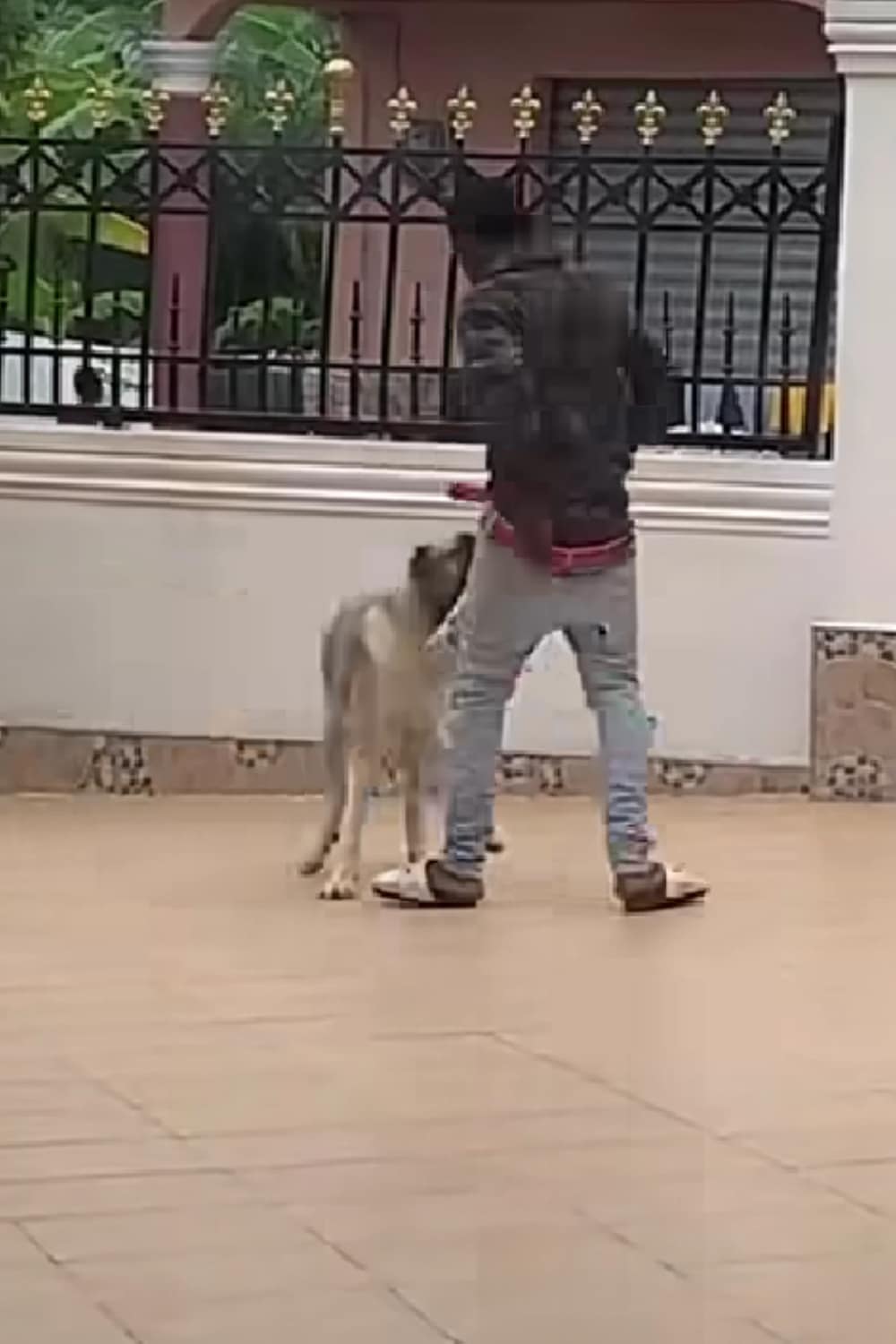 "Only God can protect one" - Lady expresses shock as her guard dog plays with thief that jumped into her family's compound (Video)