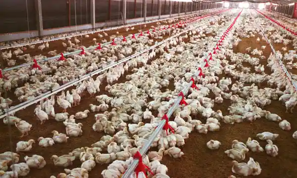 "This has been my business for 4-years" - Poultry farmer cries after losing 100 livestock