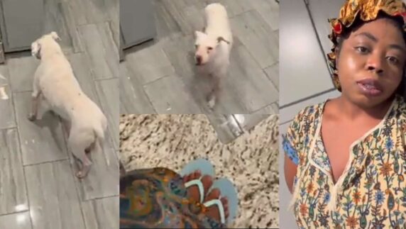 Lady climbs kitchen countertop to escape pet pitbull