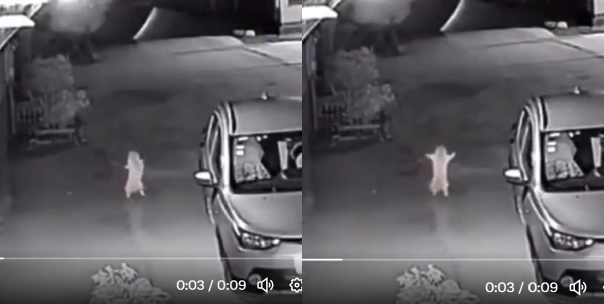 Cat caught on camera dancing outside woman's home at night (Video)