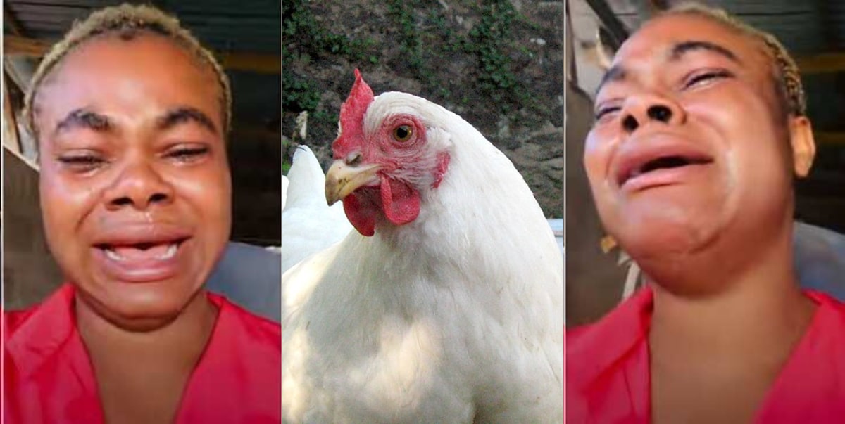 "This has been my business for 4-years" - Poultry farmer cries after losing 100 livestock
