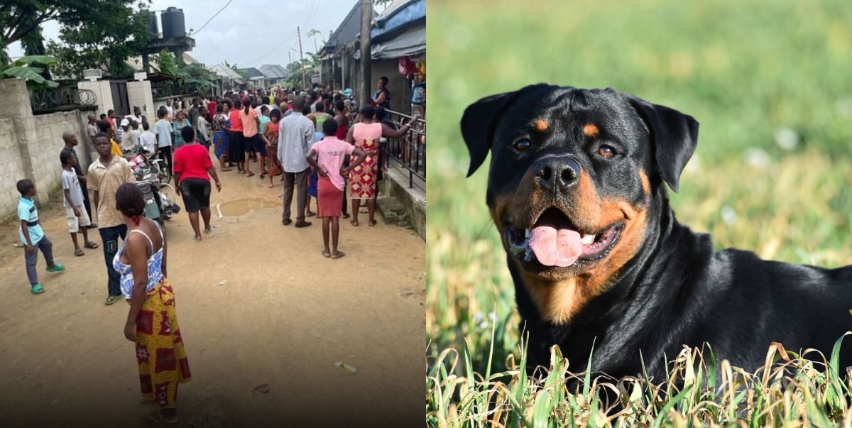 Panic as aggressive dog attacks and kills its owner’s 4 yrs old son to death (Video)