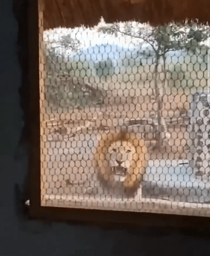 Lion ready to attack man
