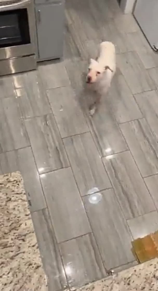 Lady climbs kitchen countertop to escape pet pitbull 