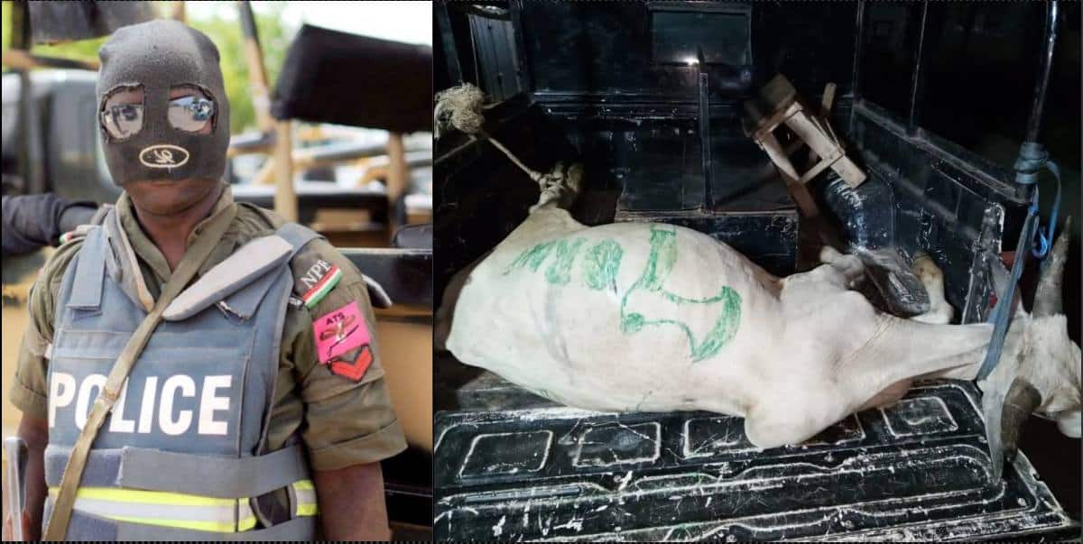 Police arrest cow belonging to cultists in Osun