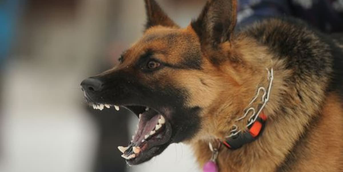 Man narrates how dog bit its owner to death two months after his wedding