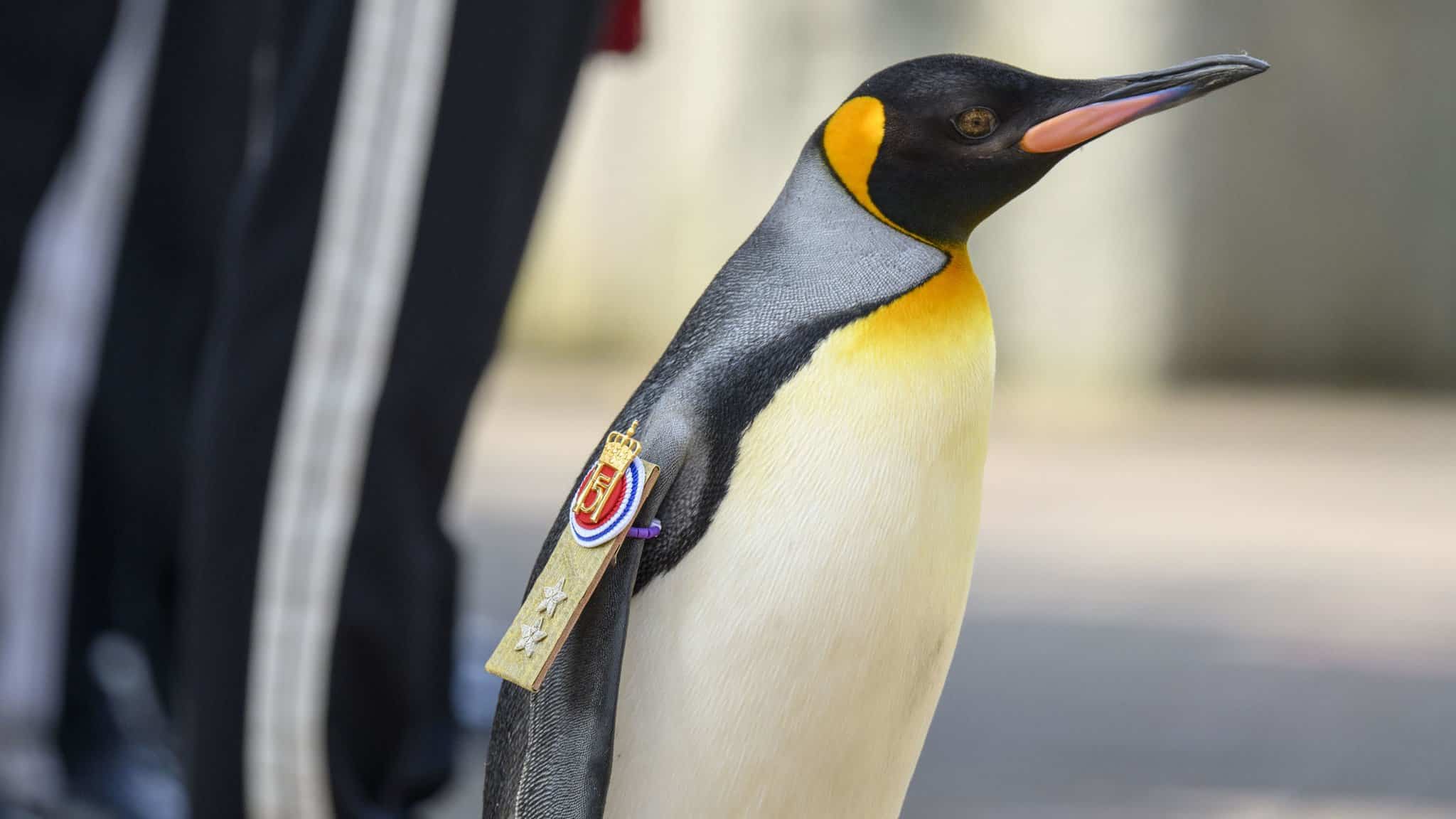 Sir Nils Olav Penguin Army General