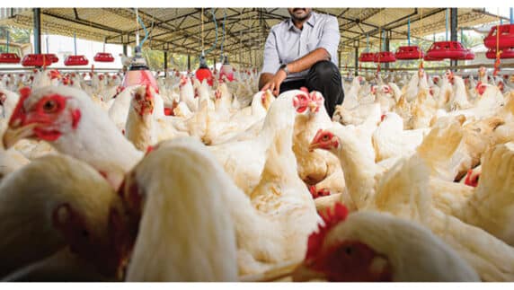 Poultry worker arrested as over 1,300 chickens worth N8 million vanish from Farm