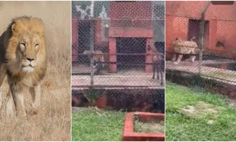 Hungry lion causes stir as it refuses to kill and eat goat at Benin zoo, flees in fear