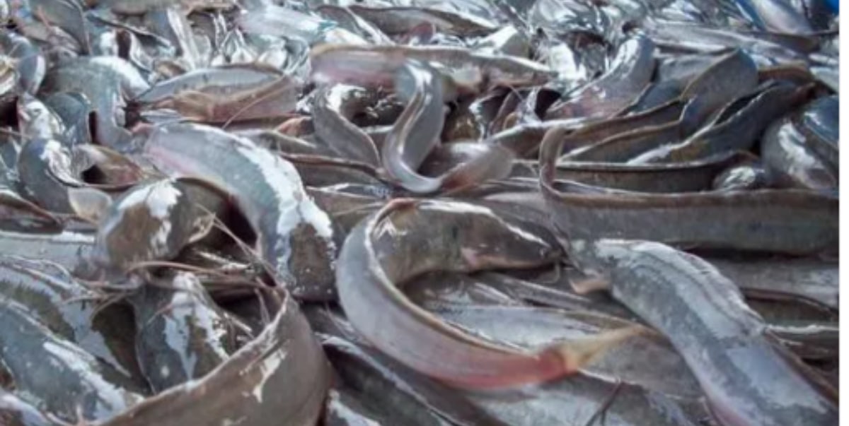 Two farm workers sentenced to 18 months in prison for stealing catfish