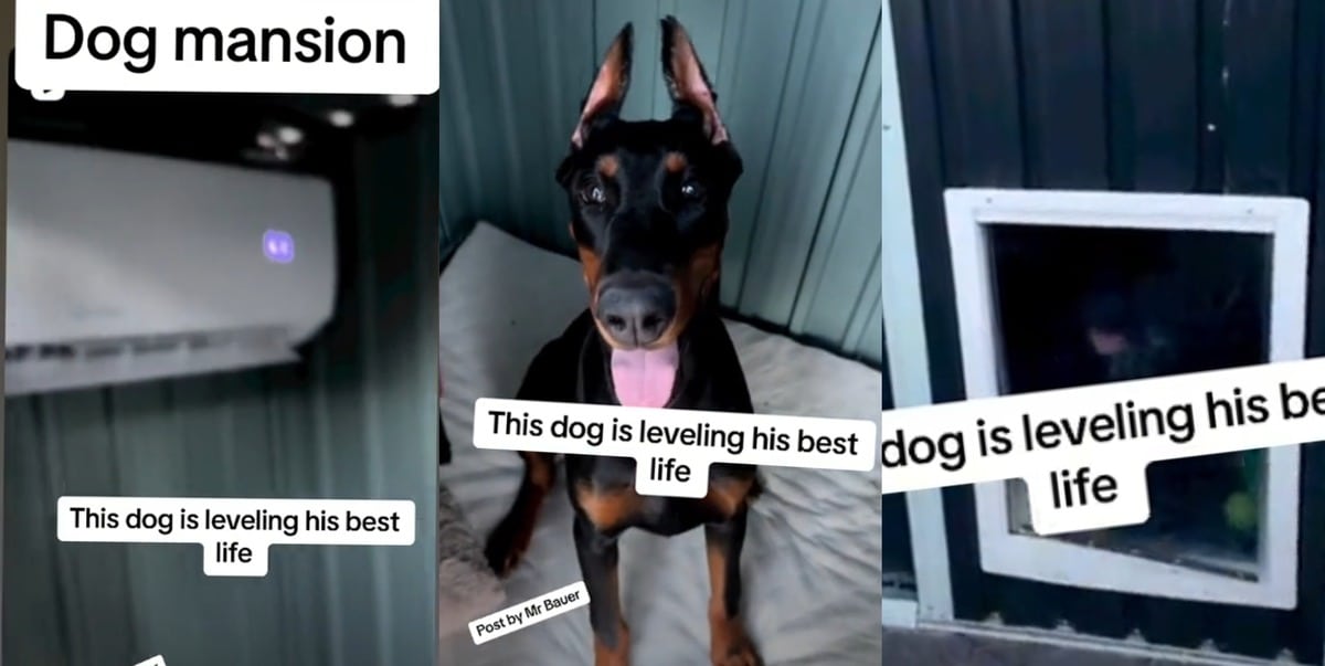 Dog Air Conditioner Mansion