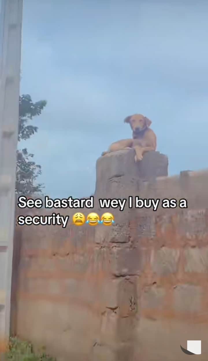 Reactions as man fumes at his security dog after seeing it chilling on fence 