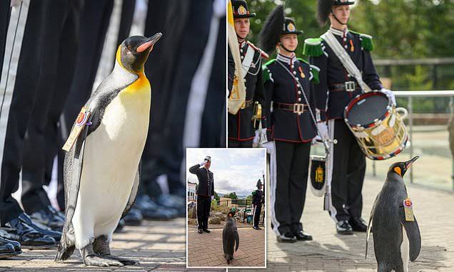 Sir Nils Olav Penguin Army General