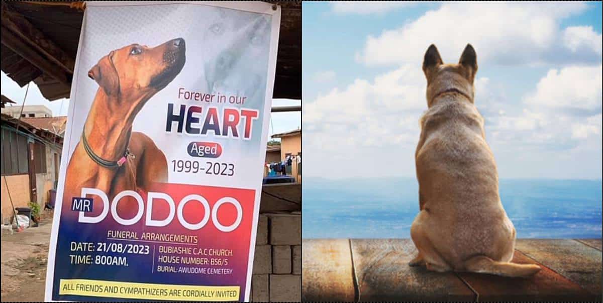 Man set to hold funeral arrangements for dog (Video)