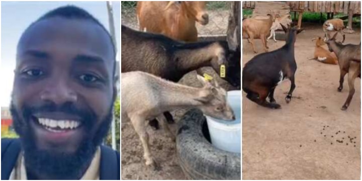 Goat Rearer’s TikTok Video Goes Viral: Successfully Impregnates All 34 Female Goats Simultaneously