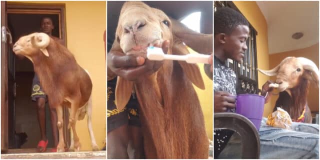 Young man causes buzz as he treats his ram like a human: brushes its teeth and offers tea and bread