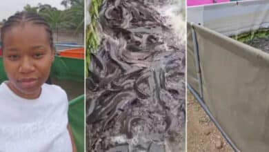 Nigerian lady raises fish for over 4 months, shows bountiful harvest with some weighing 1.4kg (Video)
