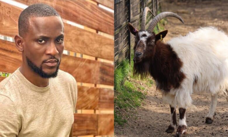 BBNaija Omashola Live Goat