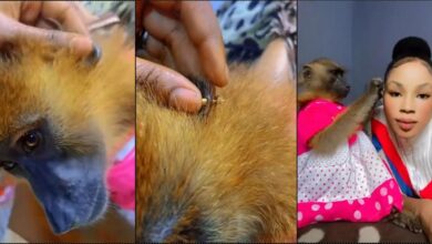 Monkey overjoyed as lady beautifies her pet with new earrings (Video)