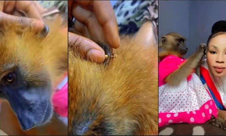 Monkey overjoyed as lady beautifies her pet with new earrings (Video)