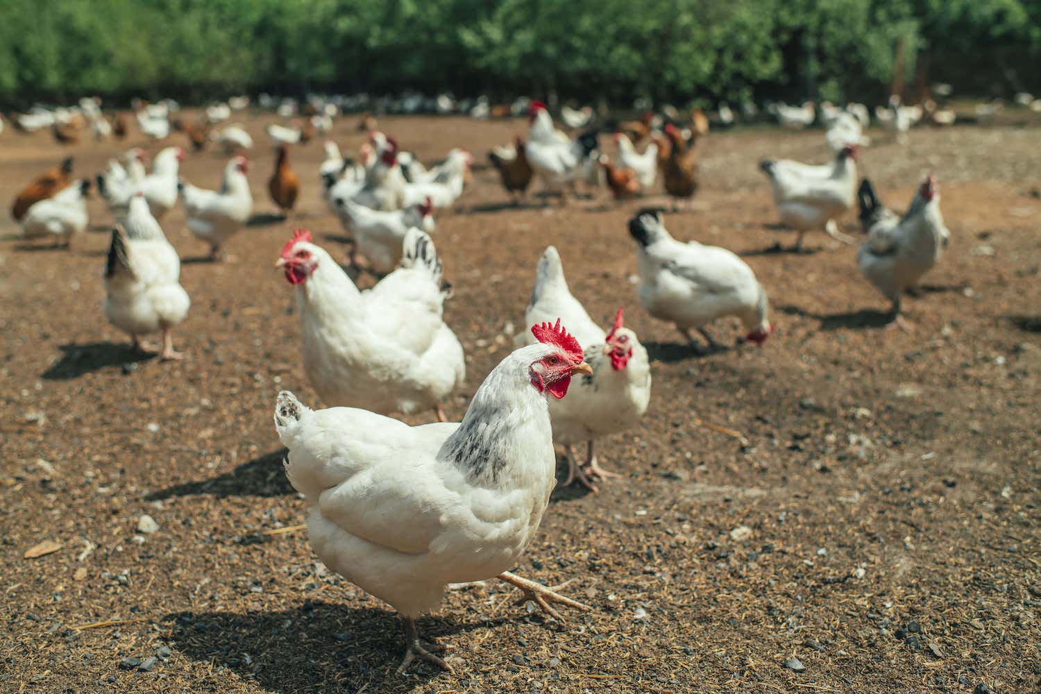Lady living in Dubai resigns from her job, returns home to build poultry farm