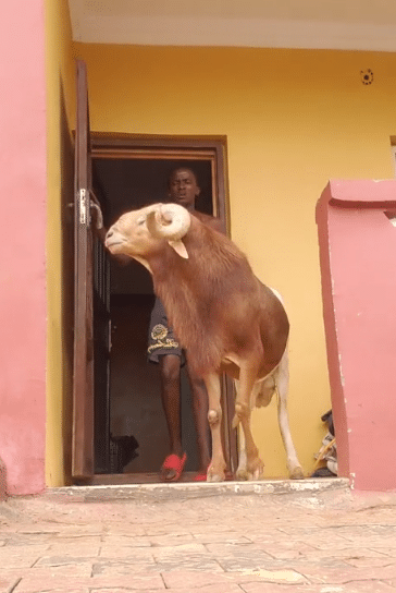 Young man causes buzz as he treats his ram like a human: brushes its teeth and offers tea and bread