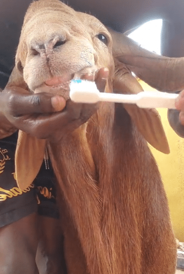Young man causes buzz as he treats his ram like a human: brushes its teeth and offers tea and bread