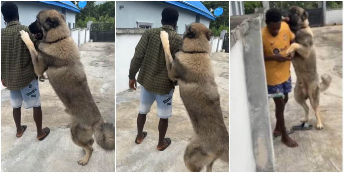 "How dog go tall pass me" - Nigerian man shows off his big dog