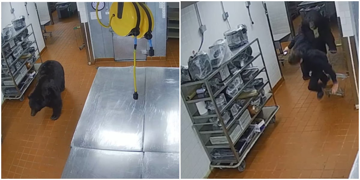 Bear storms luxury hotel, attacks security guard