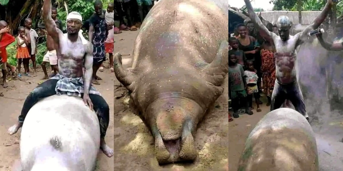 fisherman kills huge sea mammal Manatee