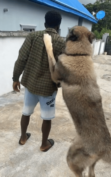 Man shows his playful giant canine