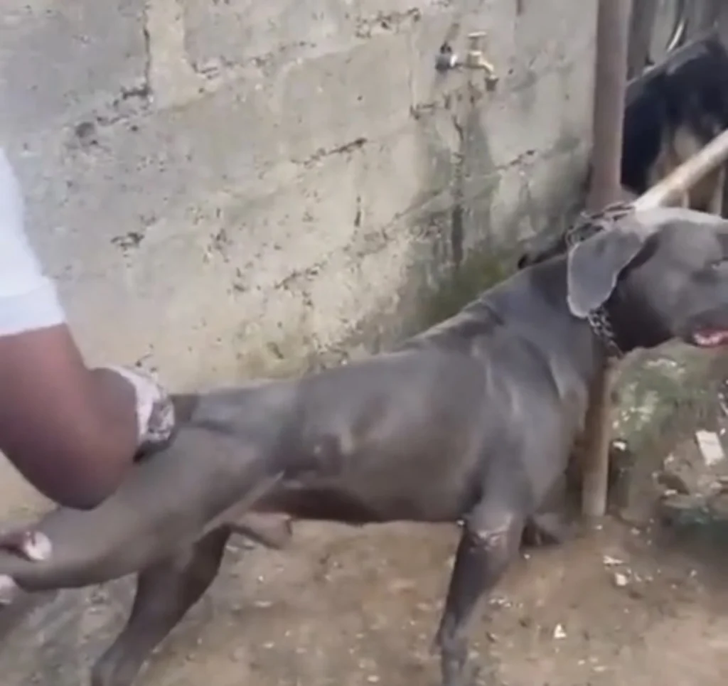 Veterinary doctor shares the risk of his profession as bulldog nearly attacks him 