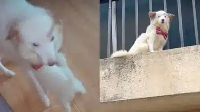 “Motherhood can be frustrating” — Reactions as Tiktoker shares video of his Dog wanting to commit suicide