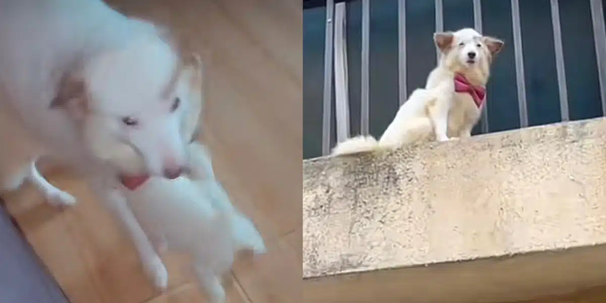 “Motherhood can be frustrating” — Reactions as Tiktoker shares video of his Dog wanting to commit suicide