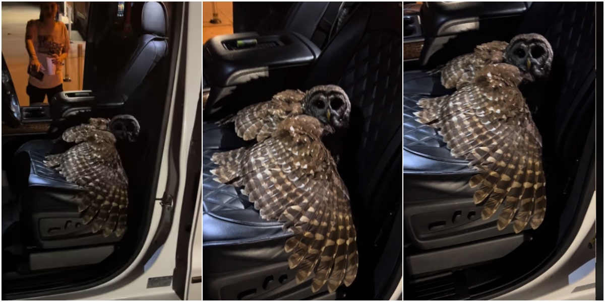 "What sign is this? - Man shares video of strange creature found in car