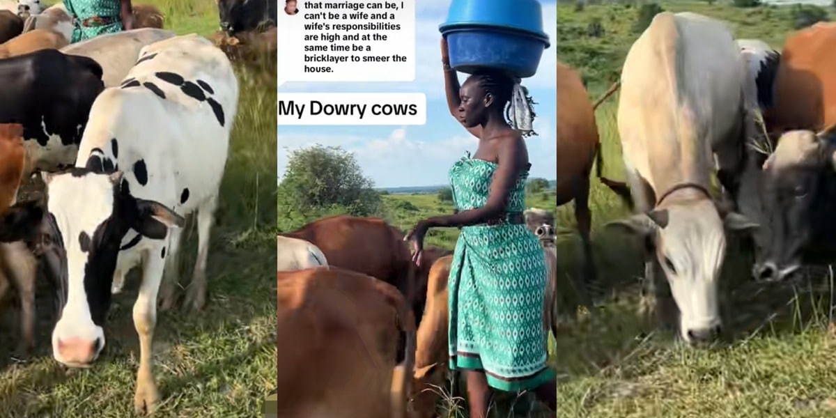 Beautiful lady cows husband dowry bride price