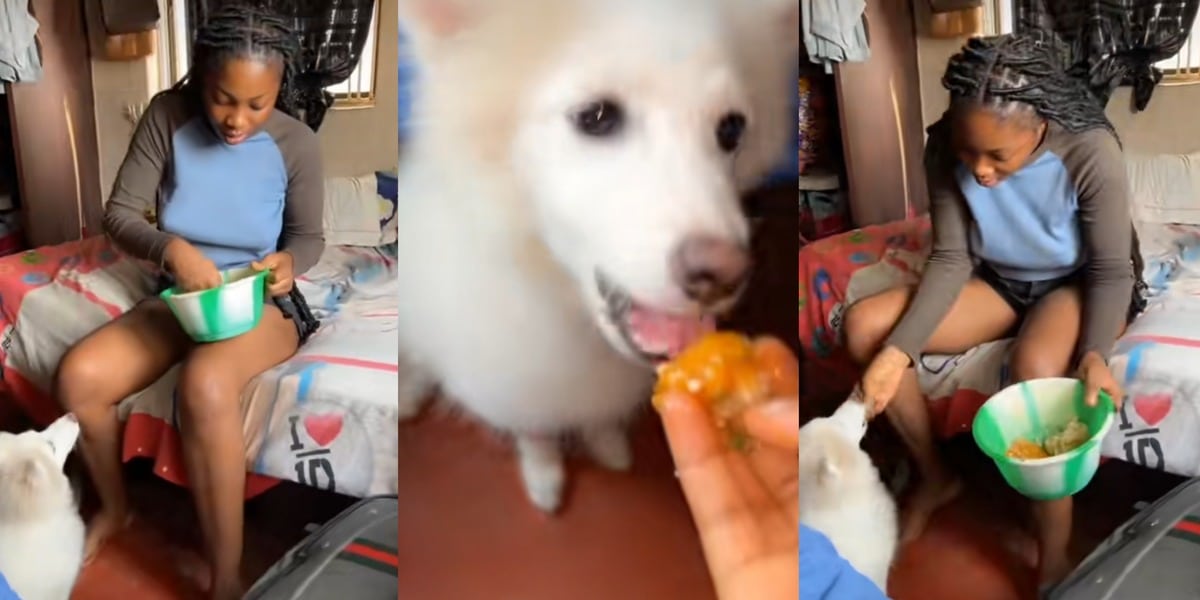 "Very understanding dog" - Lady lights up TikTok as she feeds her dog draw soup and eba, video wows many