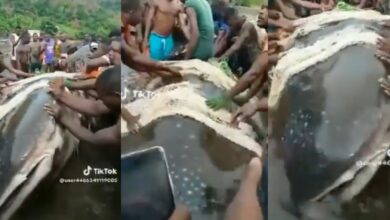 "Biggest in the world?" - Bayelsa youths catch a very large shark reportedly worth over $20 million dollars
