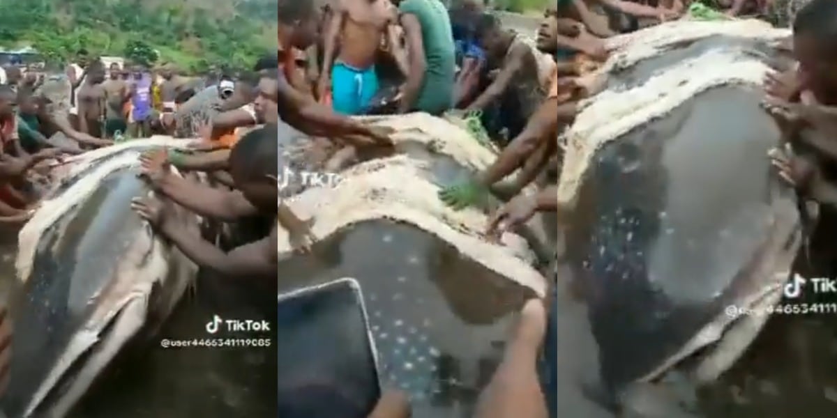 "Biggest in the world?" - Bayelsa youths catch a very large shark reportedly worth over $20 million dollars