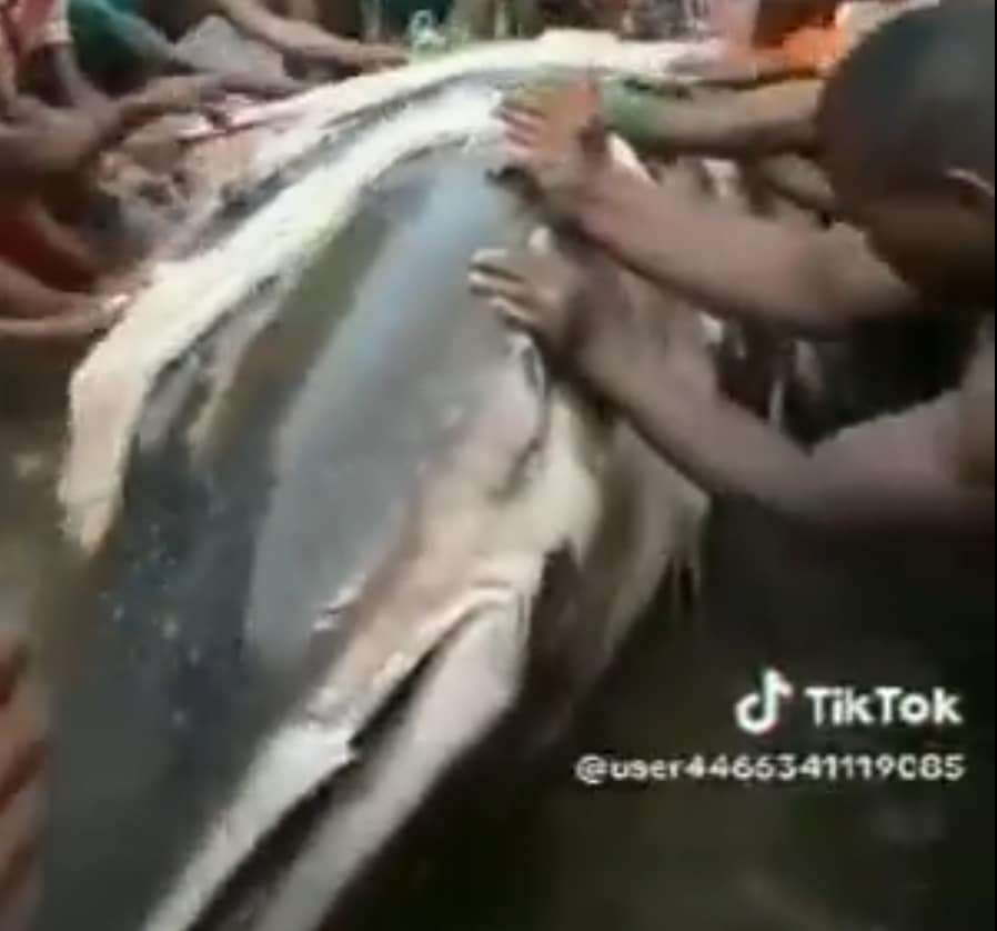 "Biggest in the world?" - Bayelsa youths catch a very large shark reportedly worth over $20 million dollars